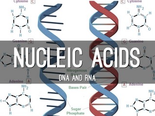 Nucleic Acids - biomolecules